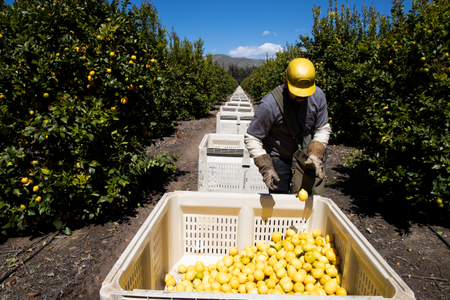 A person is harvesting lemons.