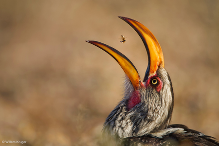 A Southern Yellow Hornbill gobbles down termite snacks, in the Kgalagadi Transfrontier Park, South Africa.