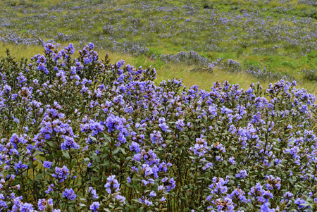 Pictures: Kerala's Rare Neelakurinji Flowers Bloom After Floods 