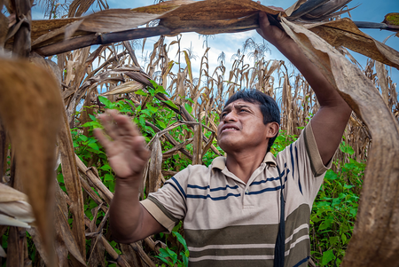 A campesino harvesting maize