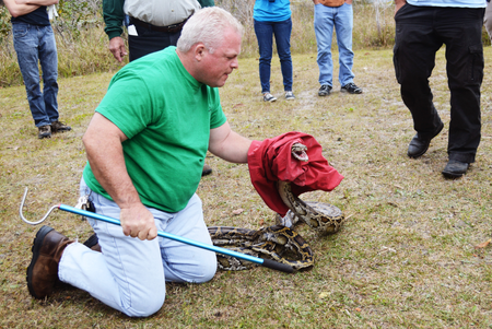A West Palm Beach man practices catching a Burmese python during a training session for &quot;python patrol&quot;—a last ditch resort to rectify the &quot;natural&quot; spread of the invasive snakes.