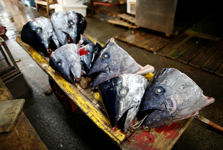 Heads of fresh tuna fish lie on a table at the Tsukiji market in Tokyo, Japan, September 27, 2018. REUTERS/Issei Kato - RC193104D4E0