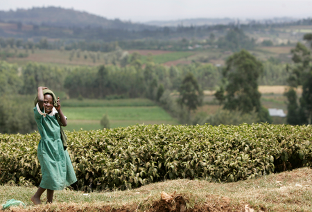 Kenyan and Sri Lankan tea farms now dominate the market