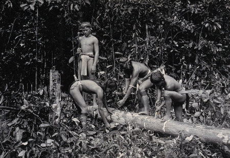 Kayan tribesman collecting gutta percha from a tree trunk in Sarawak