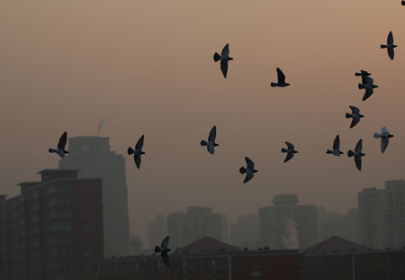 Pigeons fly in heavy smog during a polluted day in Beijing, China, December 19, 2016. REUTERS/Stringer ATTENTION EDITORS - THIS PICTURE WAS PROVIDED BY A THIRD PARTY. EDITORIAL USE ONLY. CHINA OUT. NO COMMERCIAL OR EDITORIAL SALES IN CHINA. - RTX2VLIT