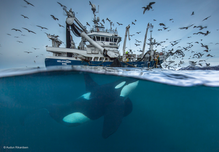 A killer whale swims up to a fishing boat to get a bite of herrings.