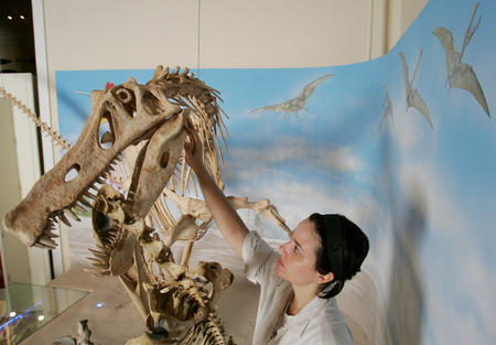 A woman works on a replica of the Angaturama Limai&#039;s skeleton, the largest carnivorous dinosaur found in Brazil, at the National Museum in Rio de Janeiro, Thursday, May 14, 2009..