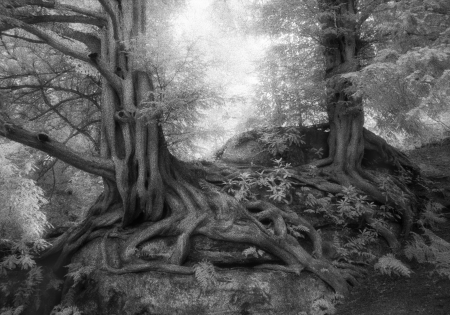 Wakehurst Yews-beth-moon-ancient-trees