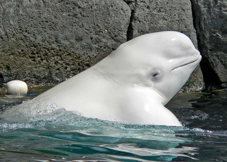 Beluga whale.