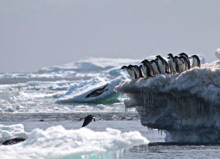 Adélie penguins jumping of iceberg, Danger Islands, Antarctica”