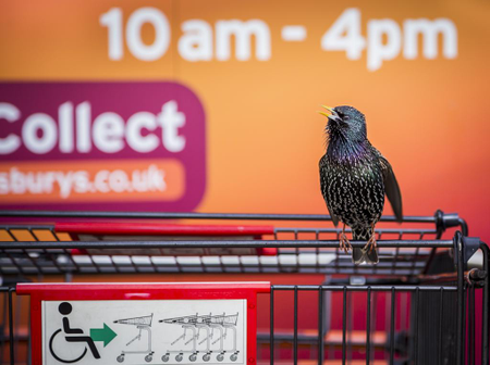 A starling finds its spot on a supermarket cart in Cornwall, England.