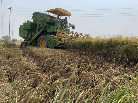 A mechanical harvester in a paddy field in Sherpur Kalan near Ludhiana leaves behind crop stubble, which the farmer will set alight to make room for sowing wheat.