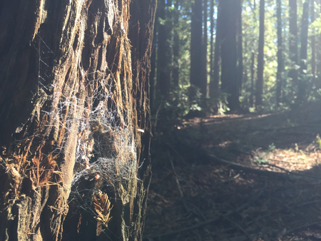 tree trunk and spider web
