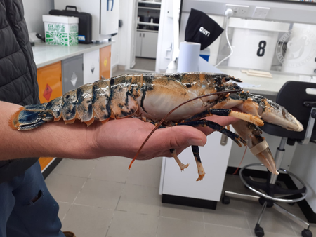 A lab researcher holds a European lobster.
