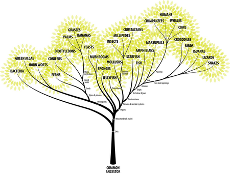 evolution-tree-chart