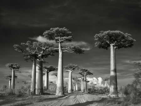 Avenue of the Baobabs-beth-moon-ancient-trees