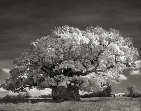 Bowthorpe Oak-beth-moon-ancient trees