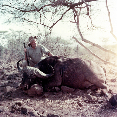 Ernest Hemingway poses with water buffalo africa 1953