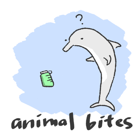 This is an illustration of animal bites changing the shape of plastic. Suspended in the ocean is what looks like a thermos while a dolphin inspects it, quizzically.