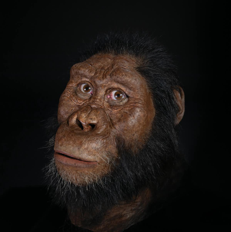 Facial reconstruction of MRD. Matt Crow, courtesy of the Cleveland Museum of Natural History. Facial reconstruction by John Gurche made possible through generous contribution by Susan and George Klein