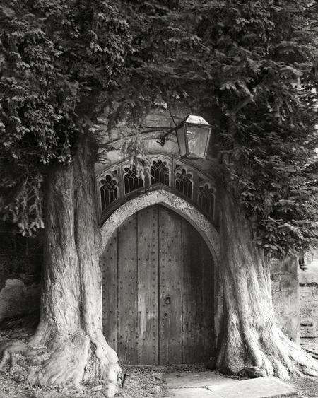 The Sentinels of St Edwards-beth-moon-ancient-trees