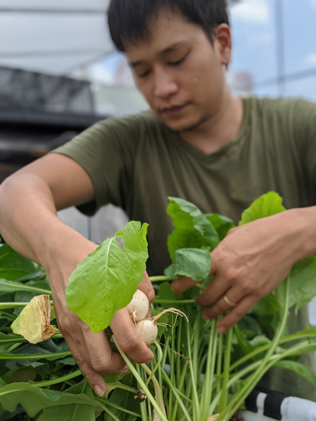 Ben Ang, founder of Natsuki&#039;s Garden, grows vegetables in his greenhouse.