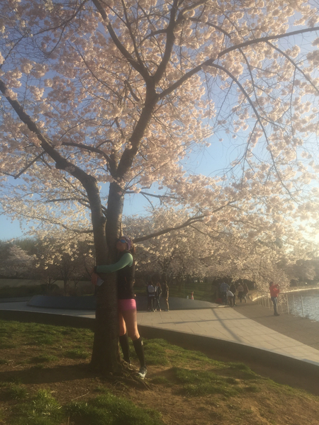 A Quartz reporter hugging the trunk of a blooming cherry blossom.