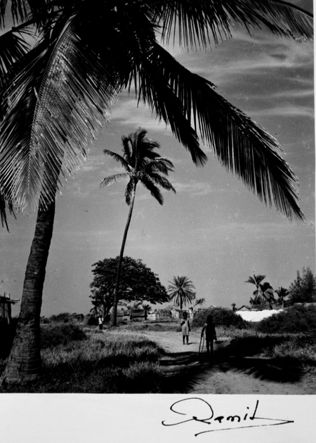Coconut trees at Foulpointe, Madagascar