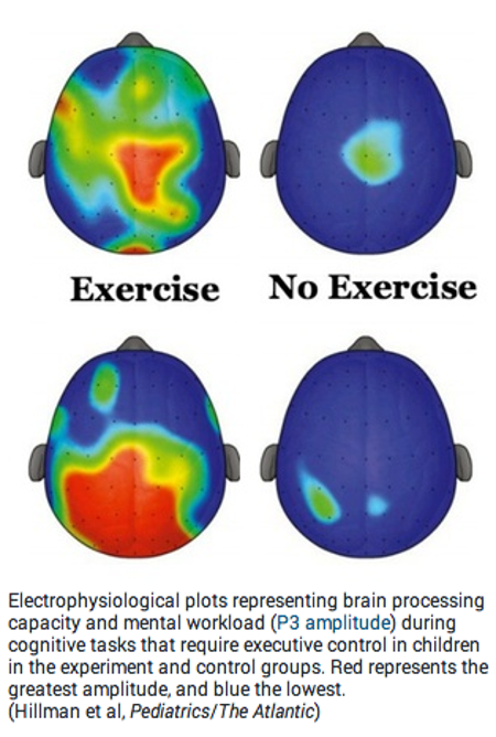 Brain activity scans
