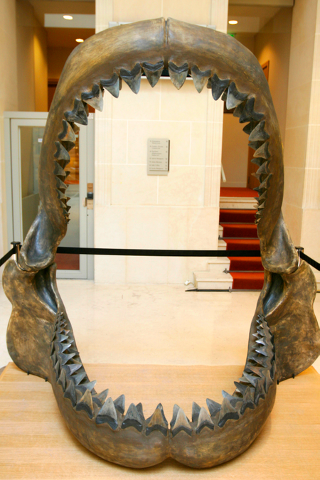 Megalodon jaws