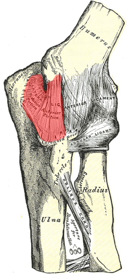 Diagram of the human elbow, with the UCL highlighted in red.