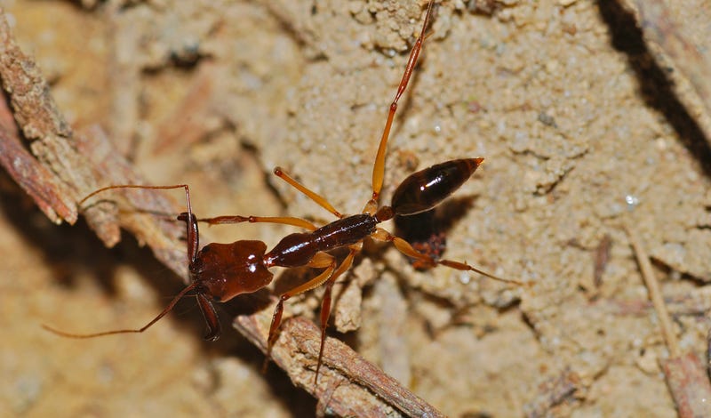 Look at These Weird Ant Babies | Gizmodo UK