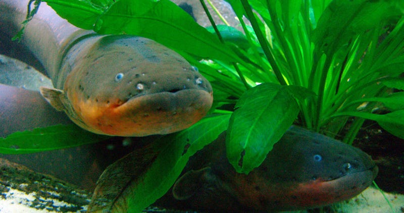 the-way-electric-eels-kill-is-even-cooler-than-we-realized