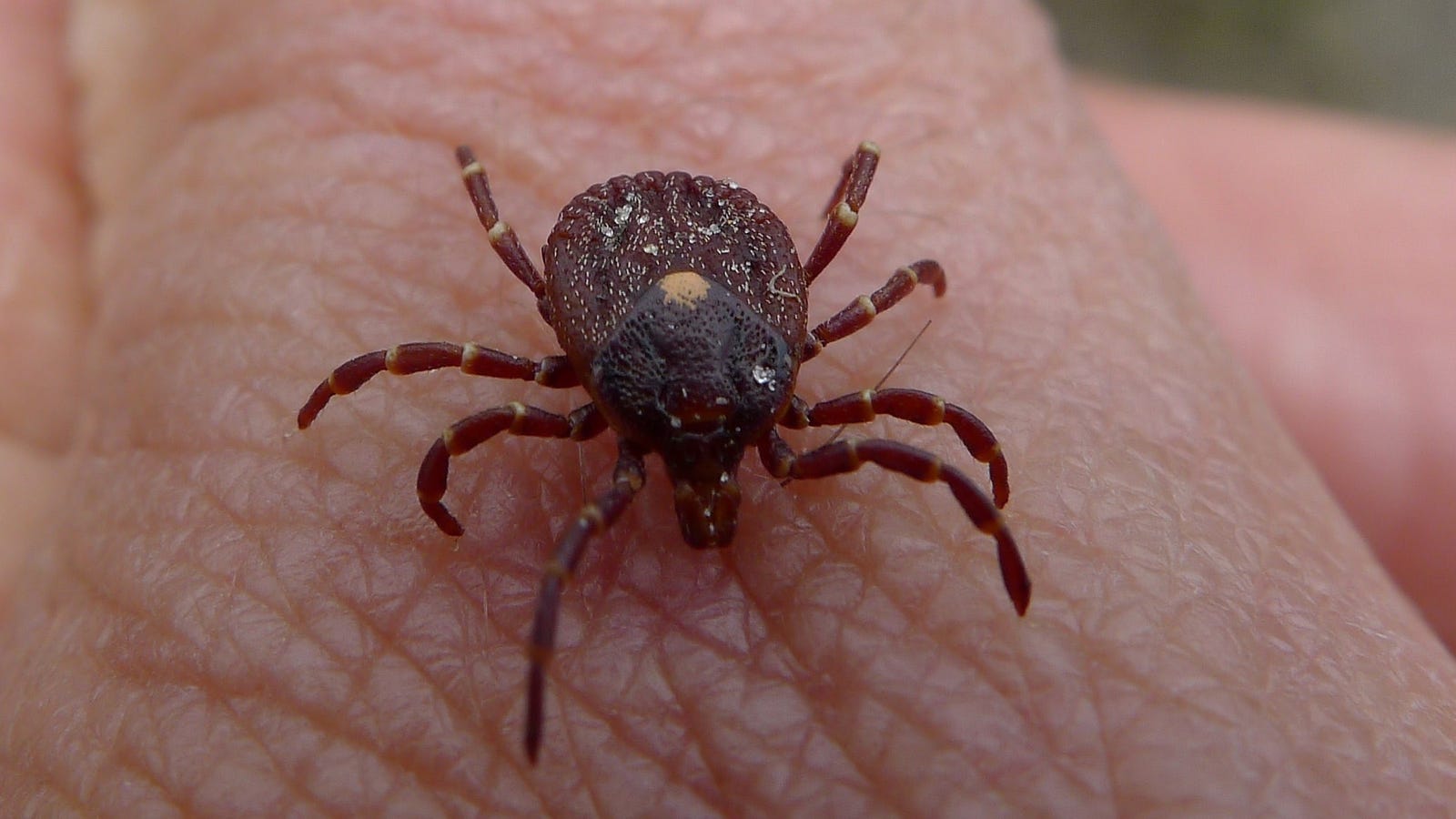 Pentagon Ordered to Tell Congress If It Weaponized Ticks And Released Them Into the Public