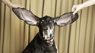 Illustration for article titled A Dog With Dumbo-Sized Ears