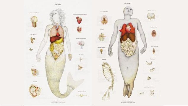 A Gorgeous Dissection of Mermaid Anatomy