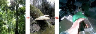 Illustration for article titled Rainforest Fungus Makes Biodiesel, Not Soup