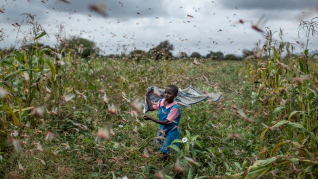 The Climate Crisis May Have Helped Spawn Massive Locust Swarms in East Africa