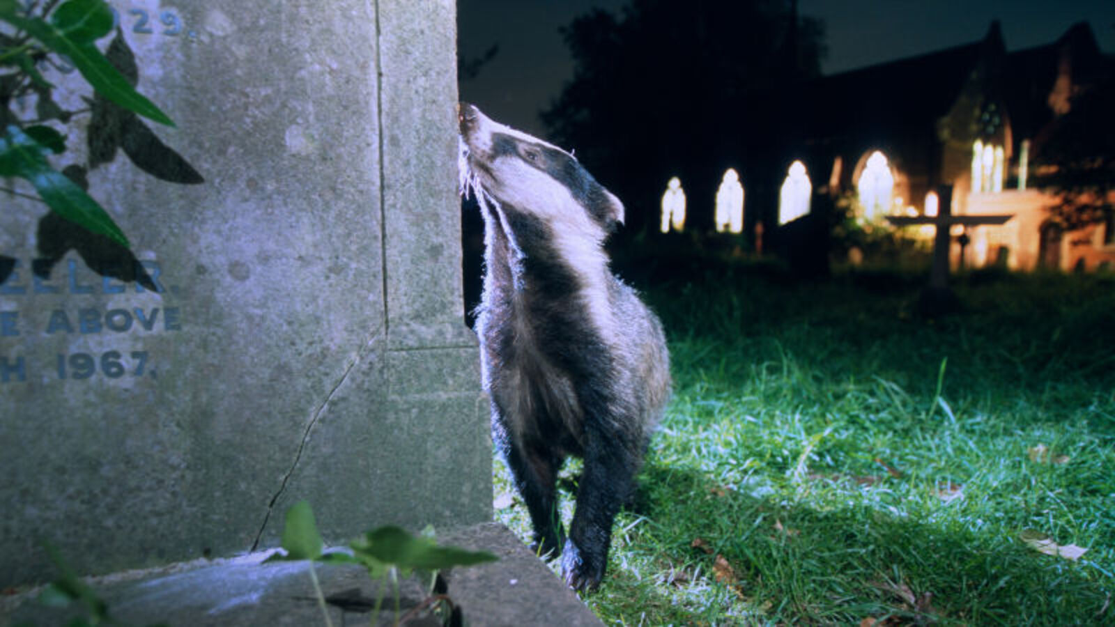 970 Wallpaper Burung Hantu Malam HD Terbaik