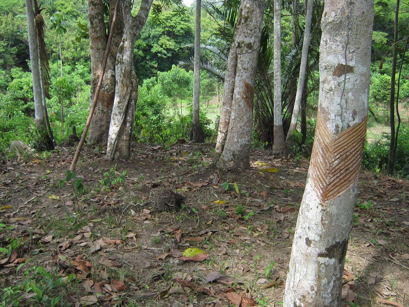 Illustration for article titled Amazon Rainforest's Trees Will be Microchipped Just Like Your Dog
