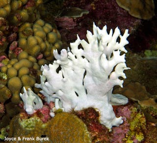 Illustration for article titled These Are All The Areas Likely To Be Hit By The Coral Bleaching Outbreak