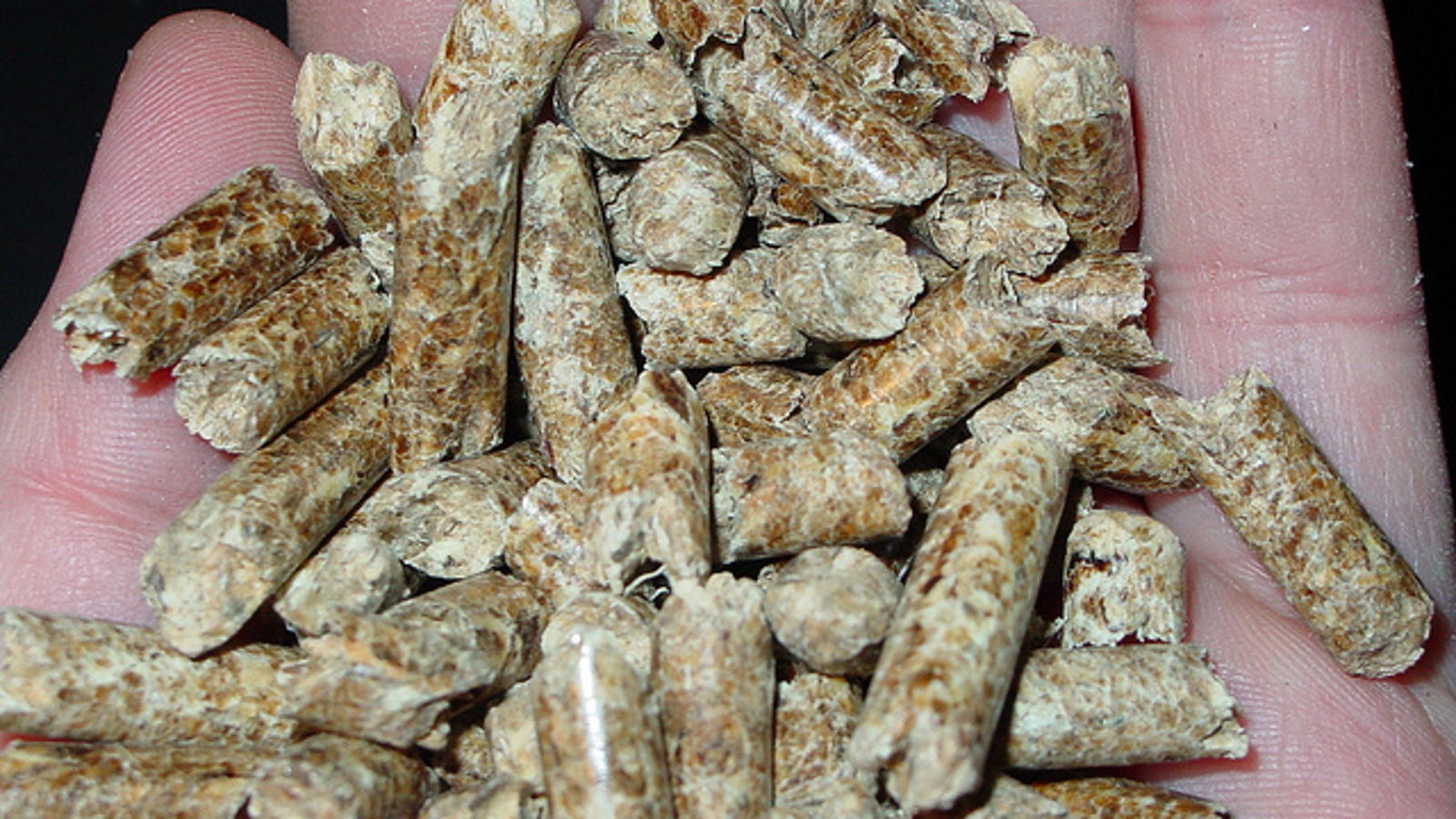 Use Wood Pellets for Inexpensive Biodegradable Cat Litter