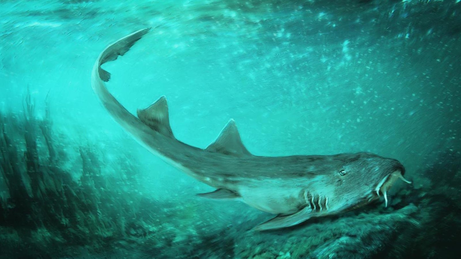 Ancient Shark With Spaceship-Shaped Teeth Named After Vintage Video Game
