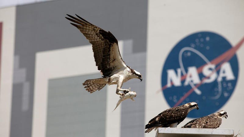 Illustration for article titled Beautiful shot of ospreys at Kennedy Space Center