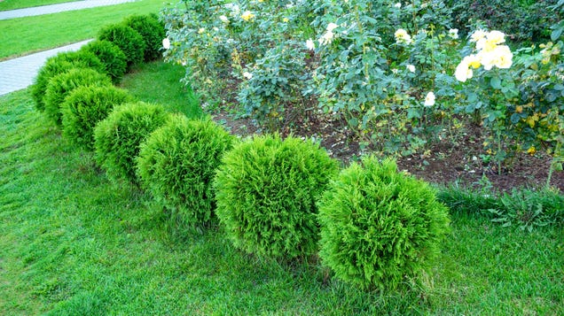 The Difference Between Shrubs and Bushes (and Why It Matters) thumbnail