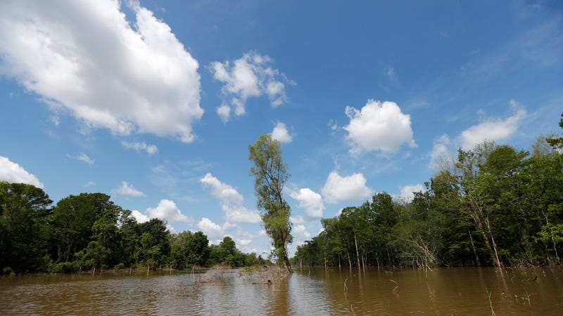 A section of the Atchafalaya Basin, where the Bayou Bridge Pipeline would run through in Louisiana.
