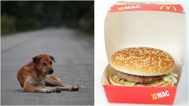 Illustration for article titled Dog fakes being a stray to get McDonald’s handouts, owner says