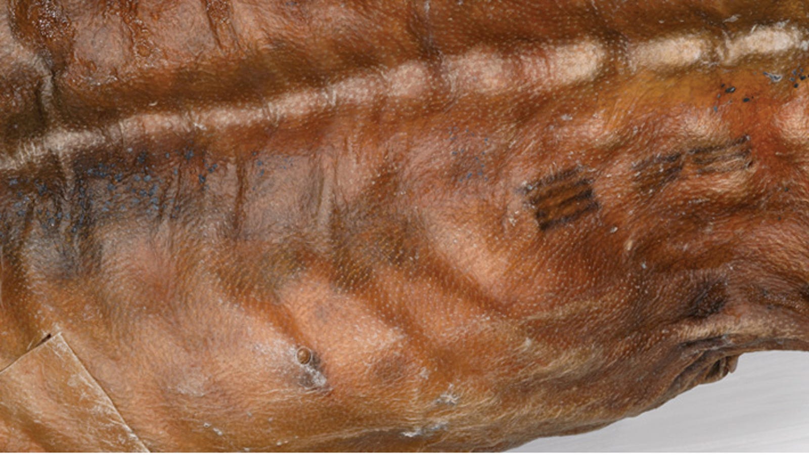 Ancient Tattoos May Have Been Used As Medicine