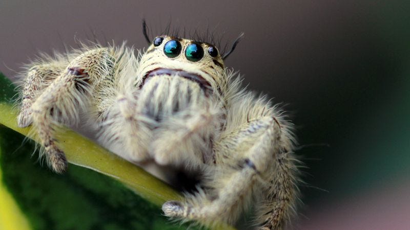 9 Photos That Prove Spiders Can Be Cute When They Re Not