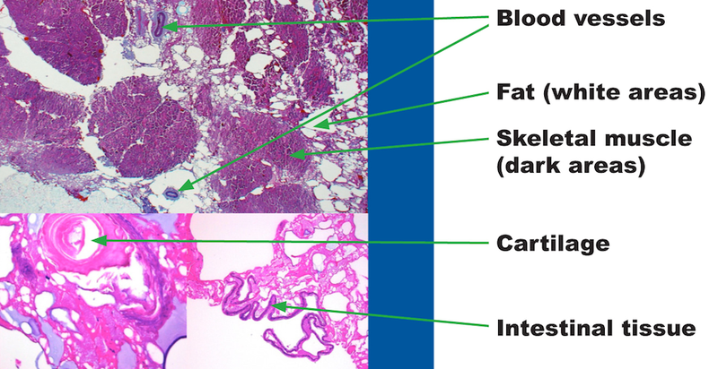 Illustration for article titled What a Chicken Nugget Looks Like Under the Microscope